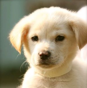 Meet your Posher, Chanel